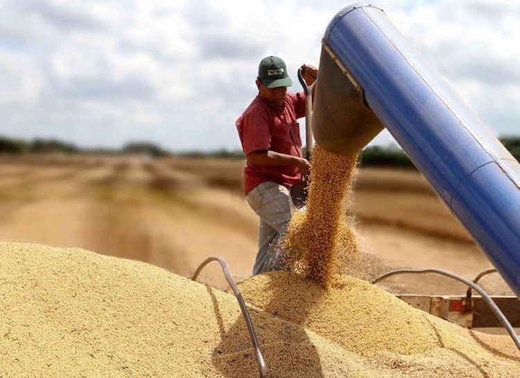 La soja cae en Chicago tras nuevas tensiones entre EEUU y China