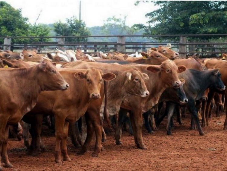 Por sequÃ­a, el Chaco lidera en un 70% el traslado de bovinos